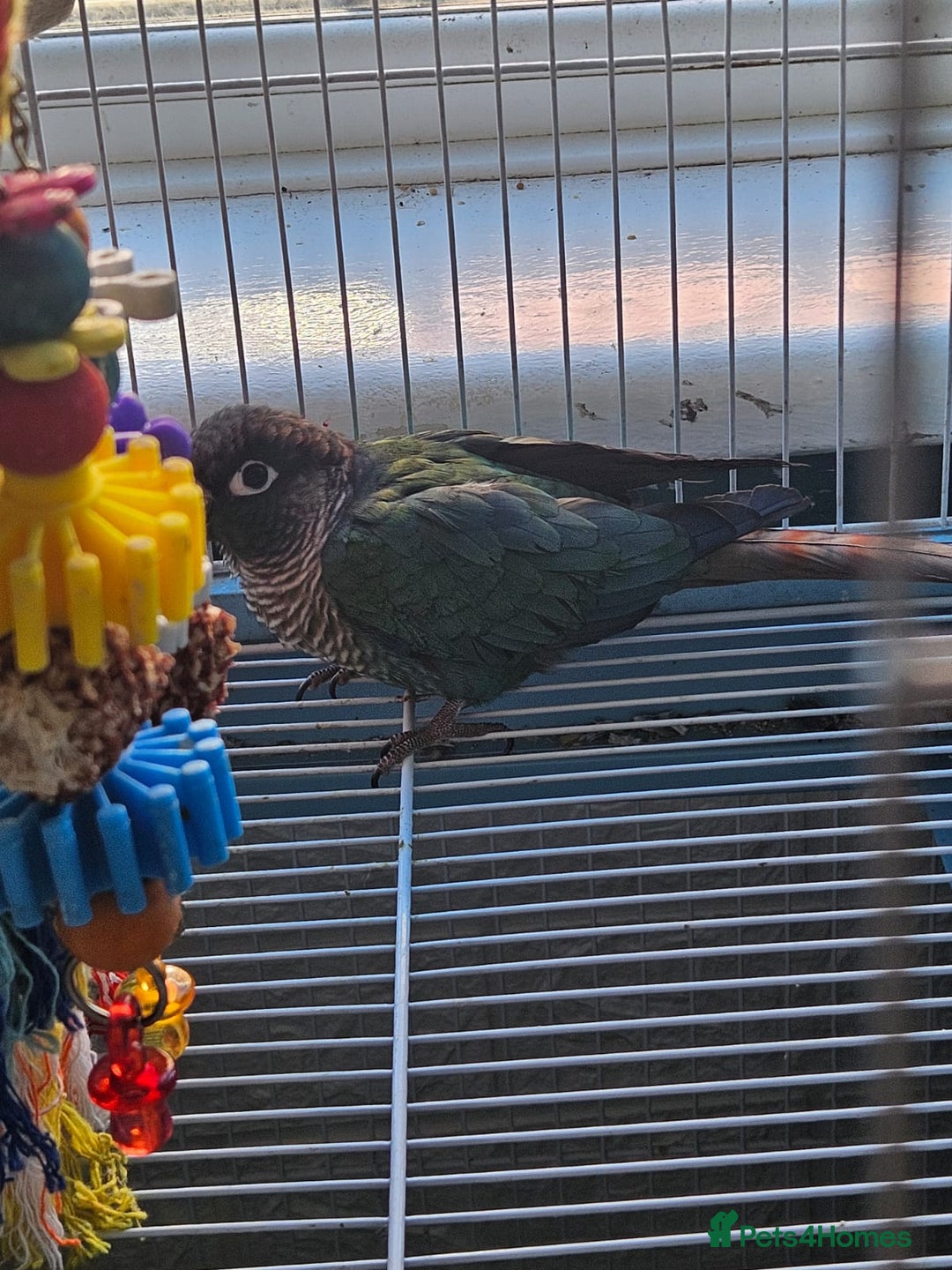 Conures birds for sale: Tame Male & Female Pineapple Conures - Image 26