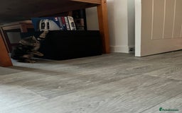 Mixed Breed cats for sale: Kittens for sale  - Image 18