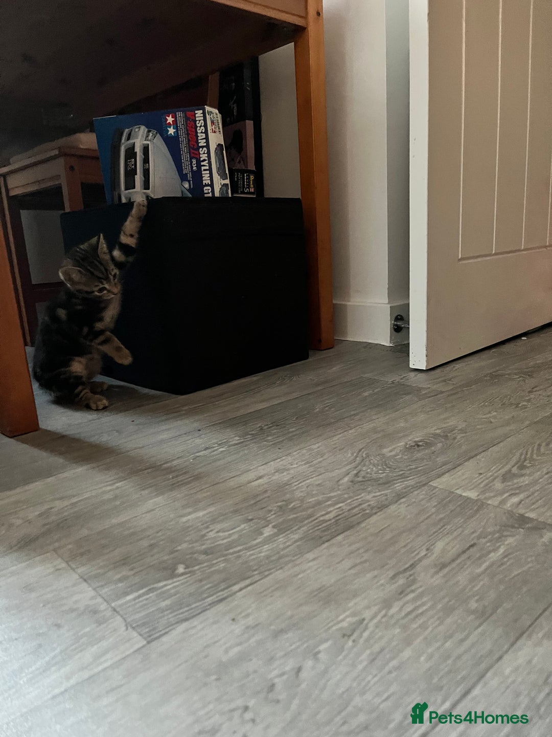 Mixed Breed cats for sale: Kittens for sale  - Image 18