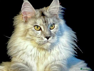 Maine Coon cats Exceptional Mainecoon Cubs - Advert 1