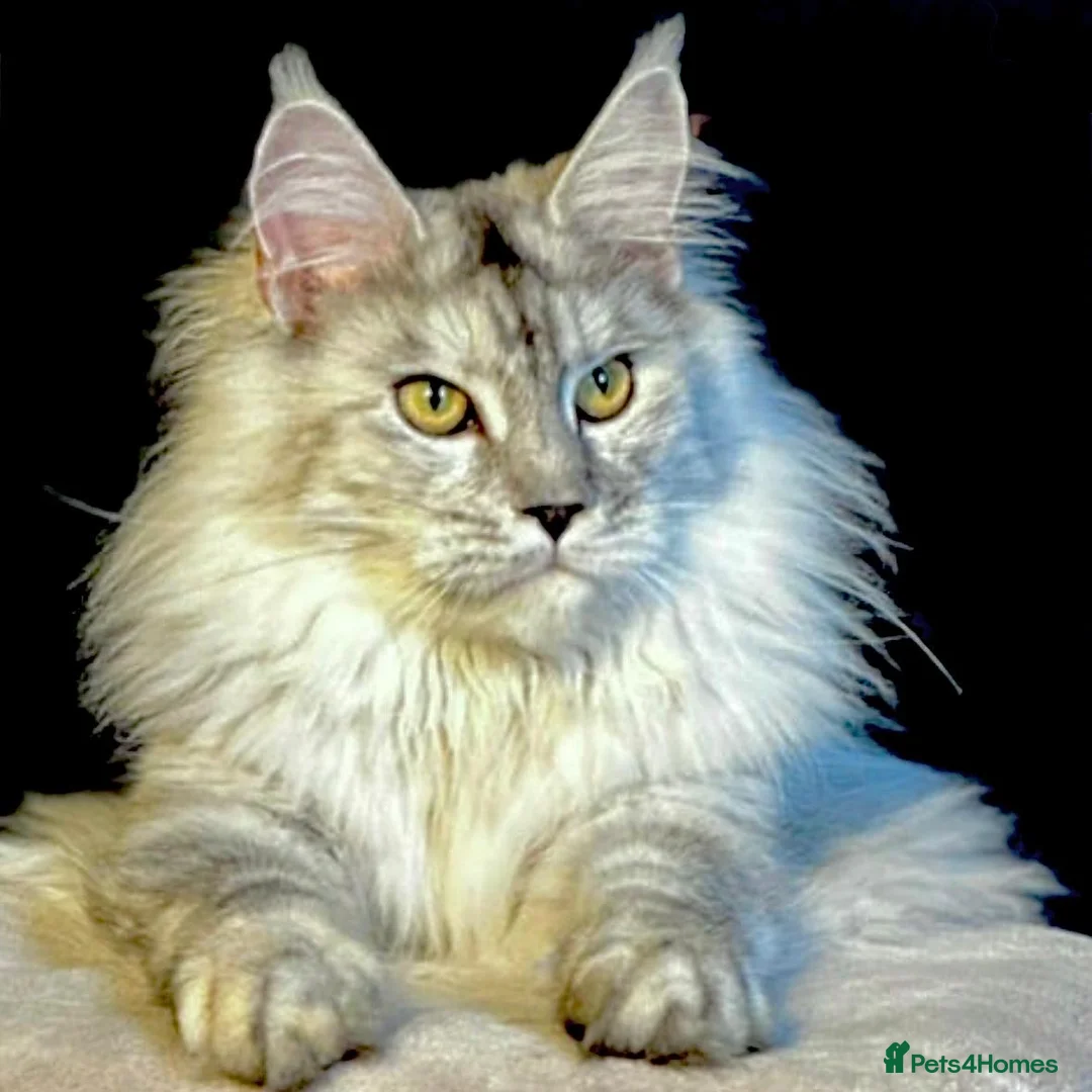 Maine Coon cats for sale: Exceptional Mainecoon Cubs 1 left  - Advert 1