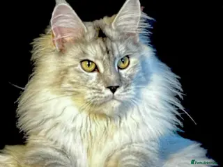 Maine Coon cats Exceptional Mainecoon Cubs 3 left - Advert 6
