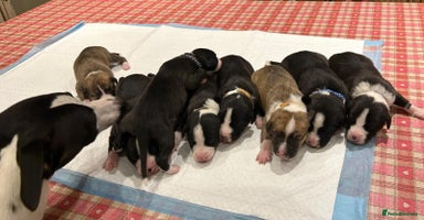 Whippet dogs - Advert 2