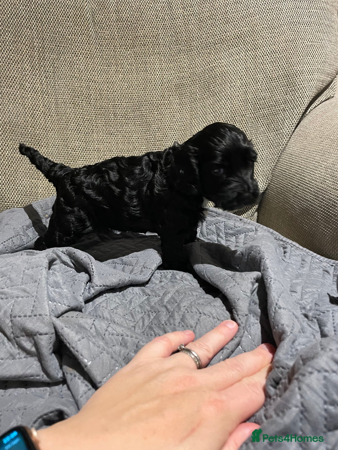 Cockapoo dogs for sale: F1 Cockerpoo pups. KC parents & health tests - Image 10