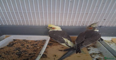 Cockatiels birds - Advert 16