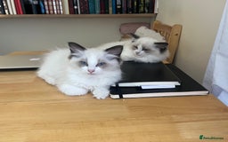 Ragdoll cats for sale: 🎀Beautiful Ragdoll kittens (TICA reg)🎀 - Image 18