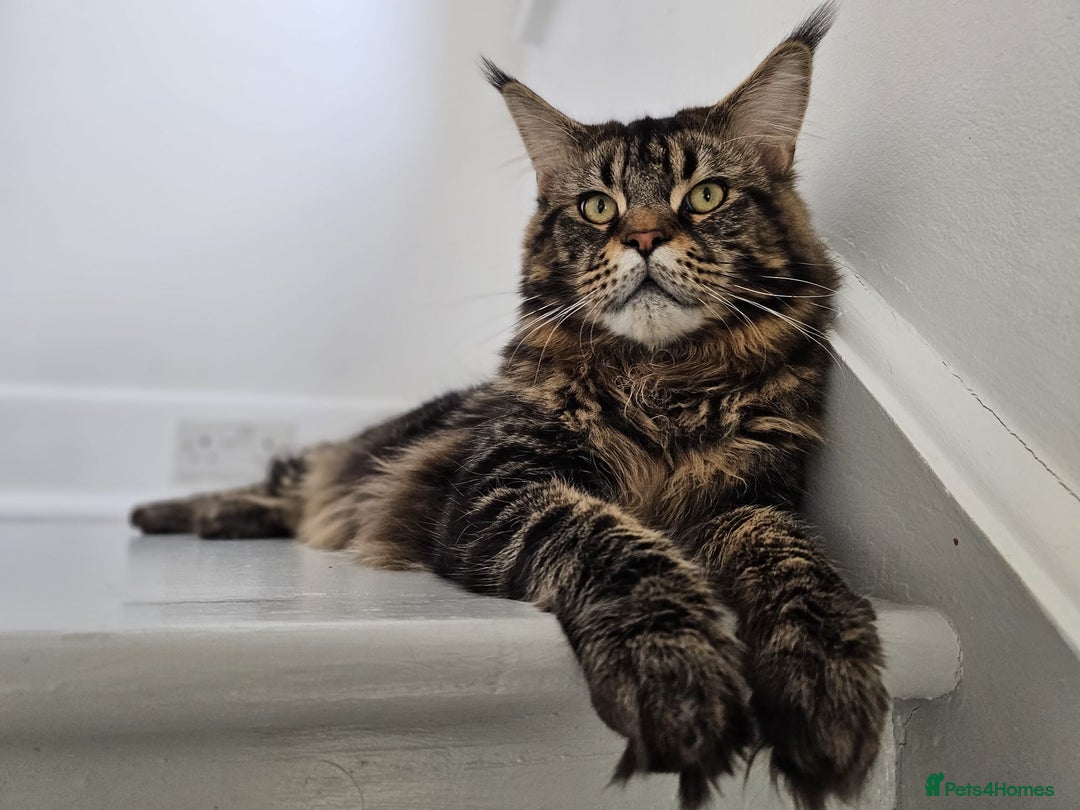 Maine Coon cats for sale: 2 stunning 3/4 Maine Coon boys - Image 17