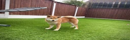 Japanese Shiba Inu dogs for sale: KC registered show quality Japanese Shiba Inu - Advert 8