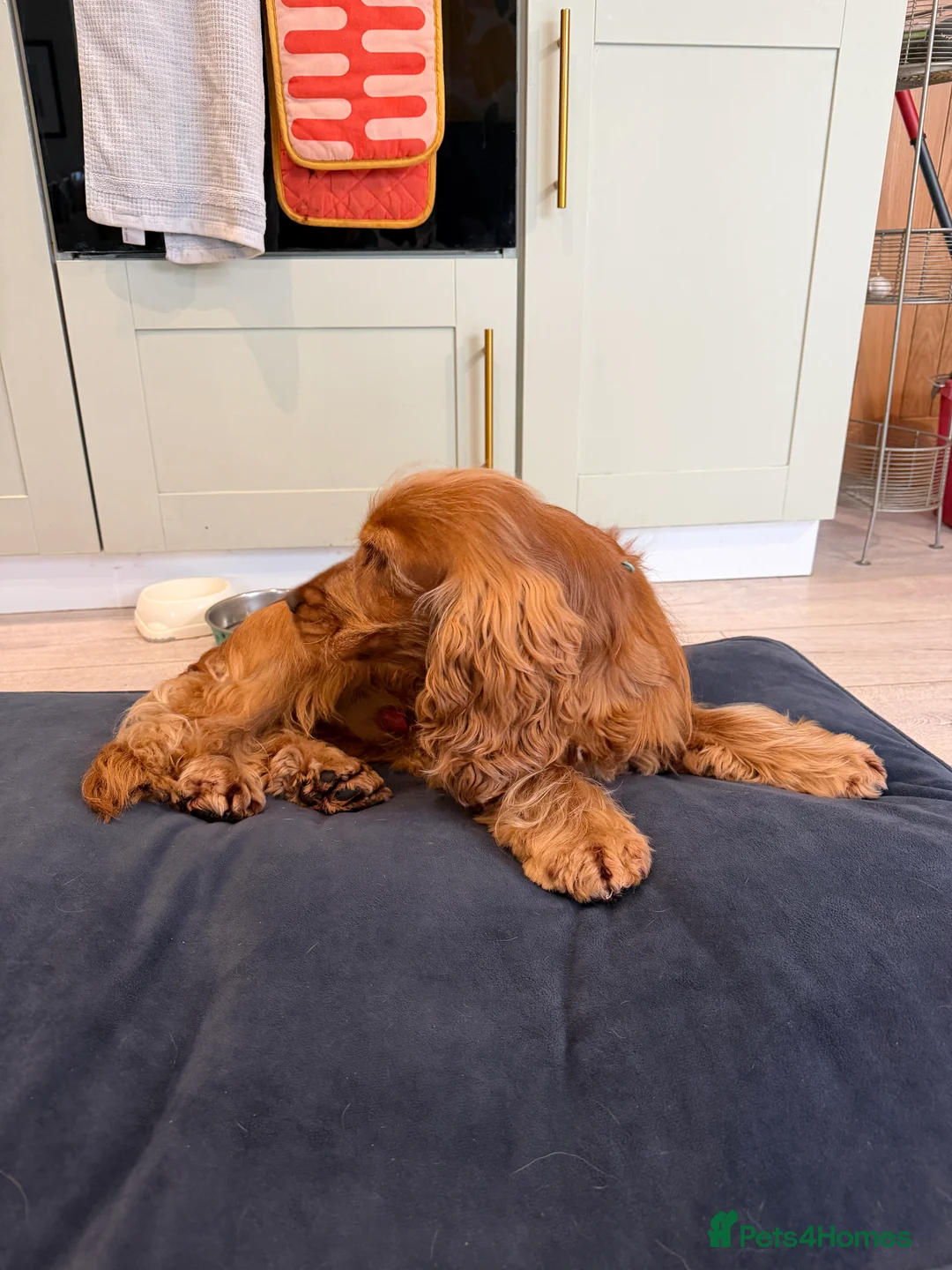 Cocker Spaniel dogs for sale: Golden Show Cocker Spaniel - Male - 18 months - Advert 2
