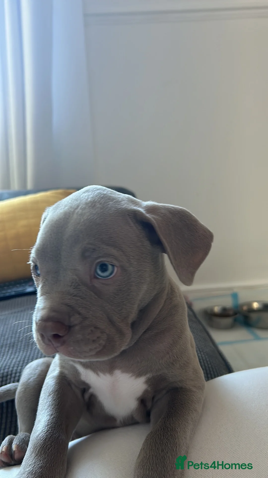 Mixed Breed dogs for sale: Male Cane Corso  in Burton-on-Trent - Advert 2