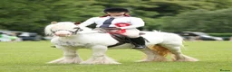 Irish Cob horses for sale: Big Betty in Huntingdon - Advert 20
