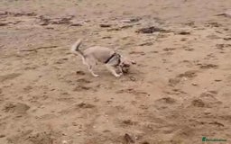 Mixed Breed dogs for adoption: Sasha is looking for a  home of her own  - Advert 9