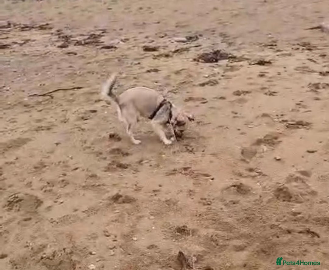 Mixed Breed dogs for adoption: Sasha is looking for a  home of her own  - Advert 9