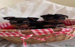 Yorkshire Terrier dogs for sale: Last Mini Yorkshire terrier boy  - Image 5