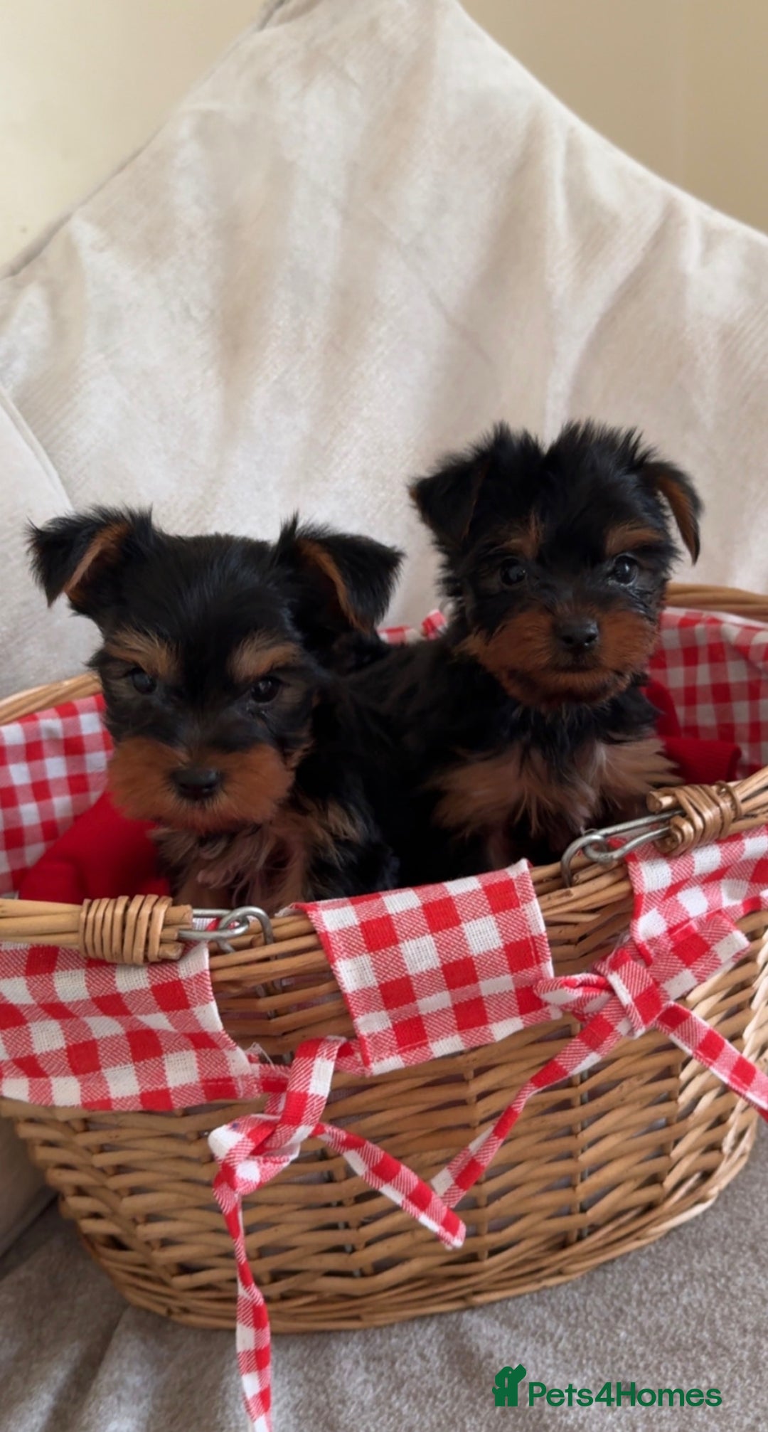 Yorkshire Terrier dogs for sale: Last Mini Yorkshire terrier boy  - Image 5