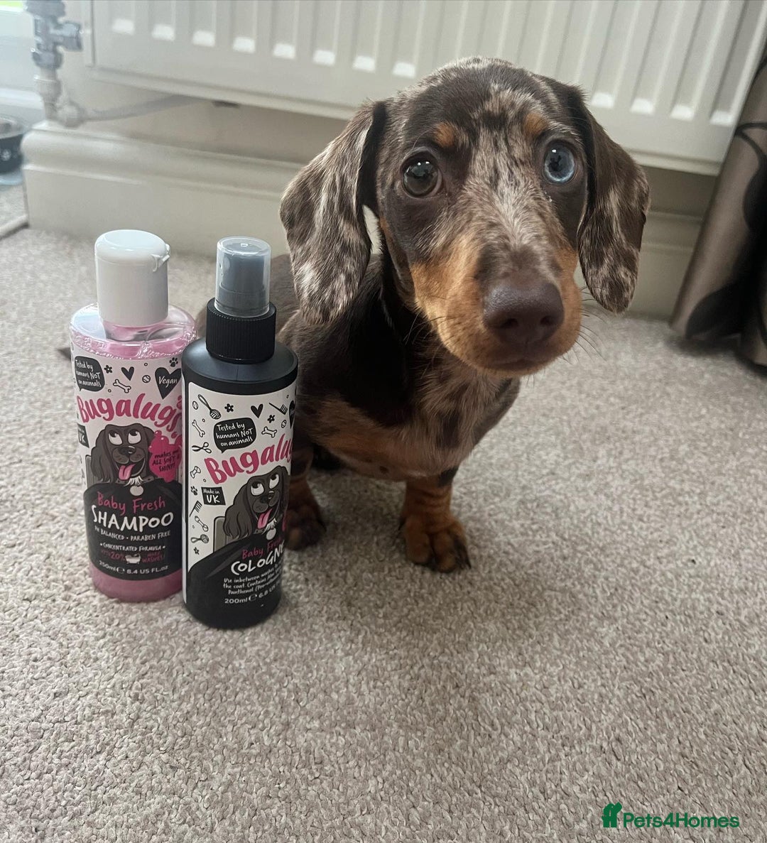 Miniature Dachshund dogs for sale: Lovely Miniature Dachshund Puppy - Image 9
