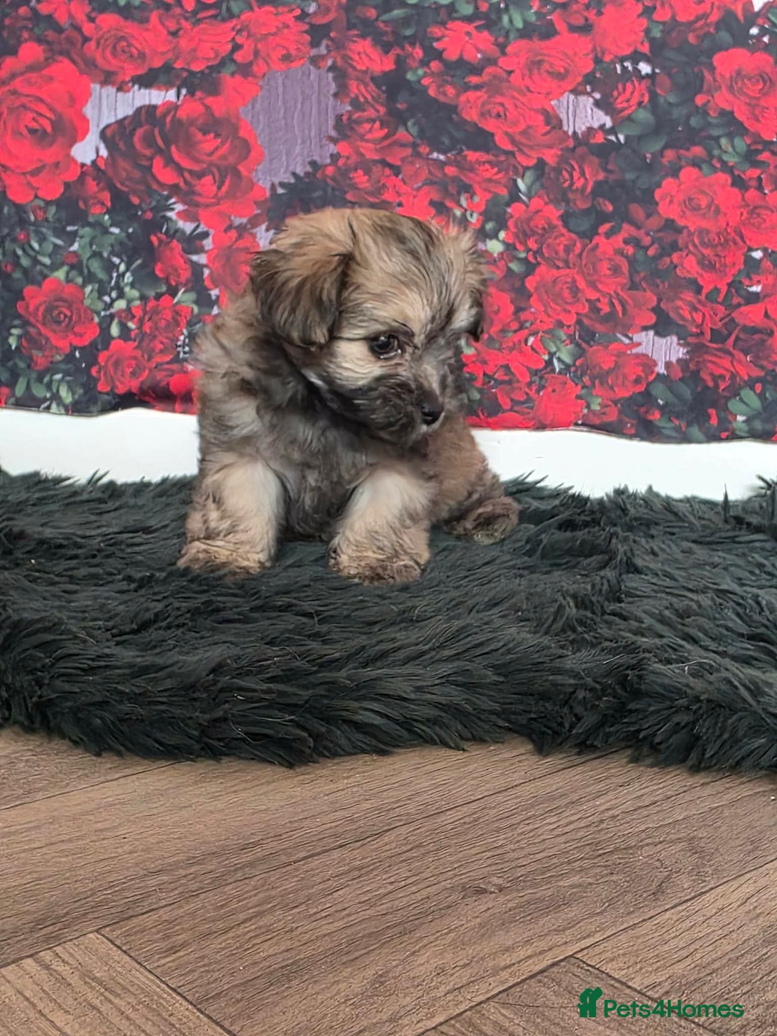 Mixed Breed dogs for sale: Stunning little malchi girl 🐾💖🐾 - Advert 4