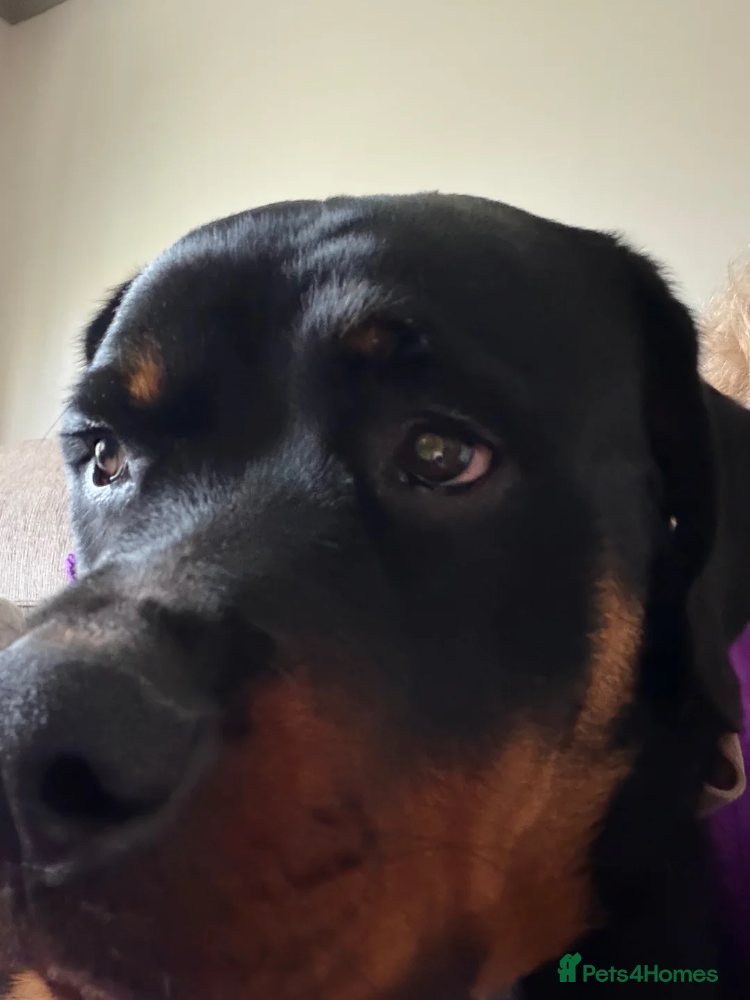 Rottweiler dogs for sale: Rottweiler - Max 9 months old in Stockton-on-Tees - Advert 5