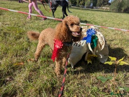Miniature Poodle dogs - Advert 11