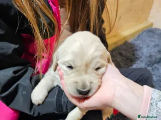 Golden Retriever dogs Golden retriever puppy for sale in Harrow London - Advert 7