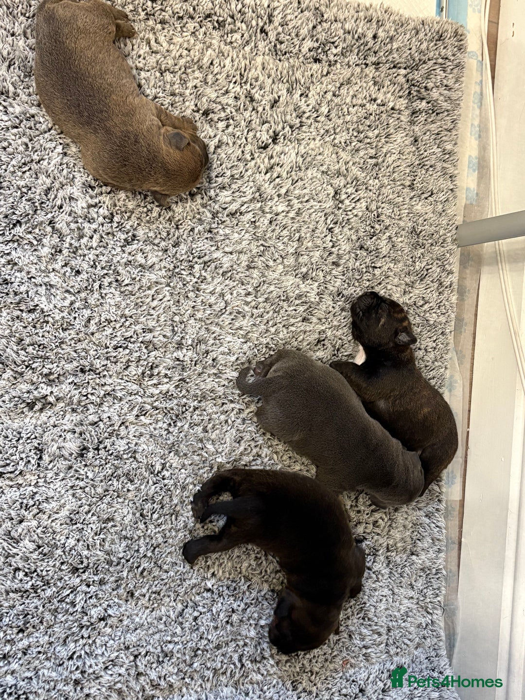 Staffordshire Bull Terrier dogs for sale: Staffordshire bull terrier puppy’s  - Image 4