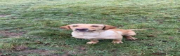 Labrador Retriever dogs for sale: Beautiful friendly lab - Advert 2