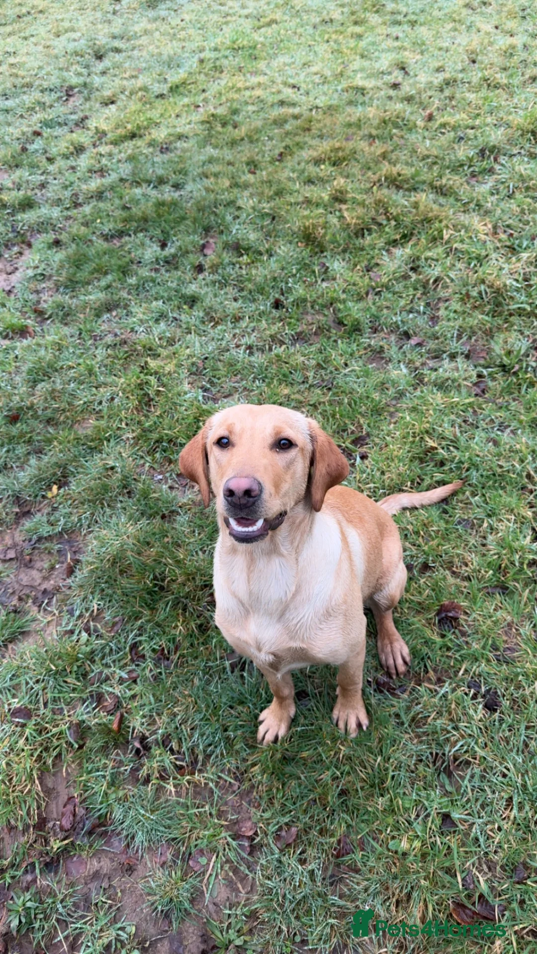 Labrador Retriever dogs for sale: Beautiful friendly lab - Advert 2
