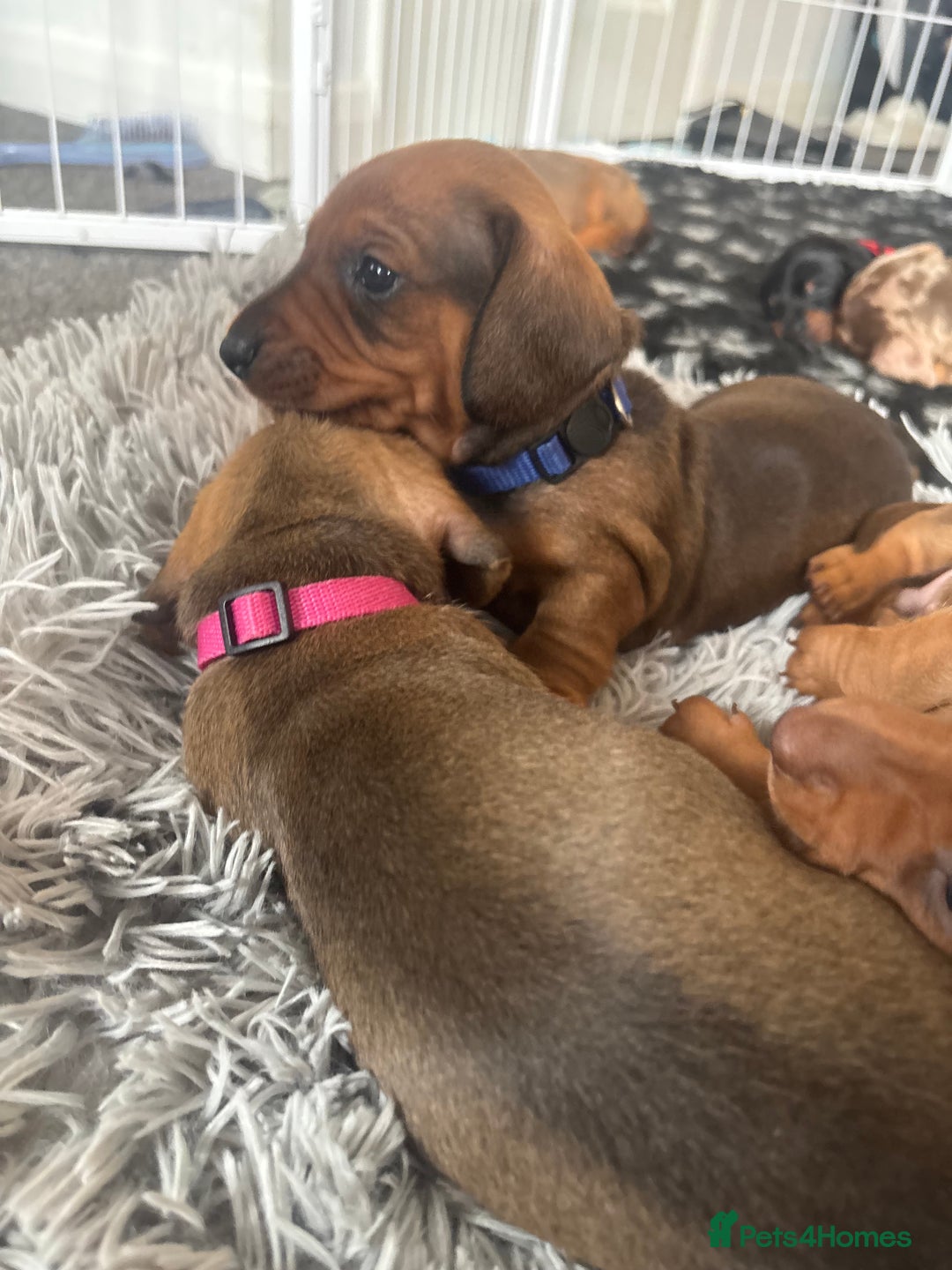 Dachshund dogs for sale: Beautiful dachshund puppies  - Image 27