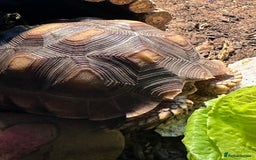 Tortoise reptiles for sale: Sulcata tortoise - Image 4