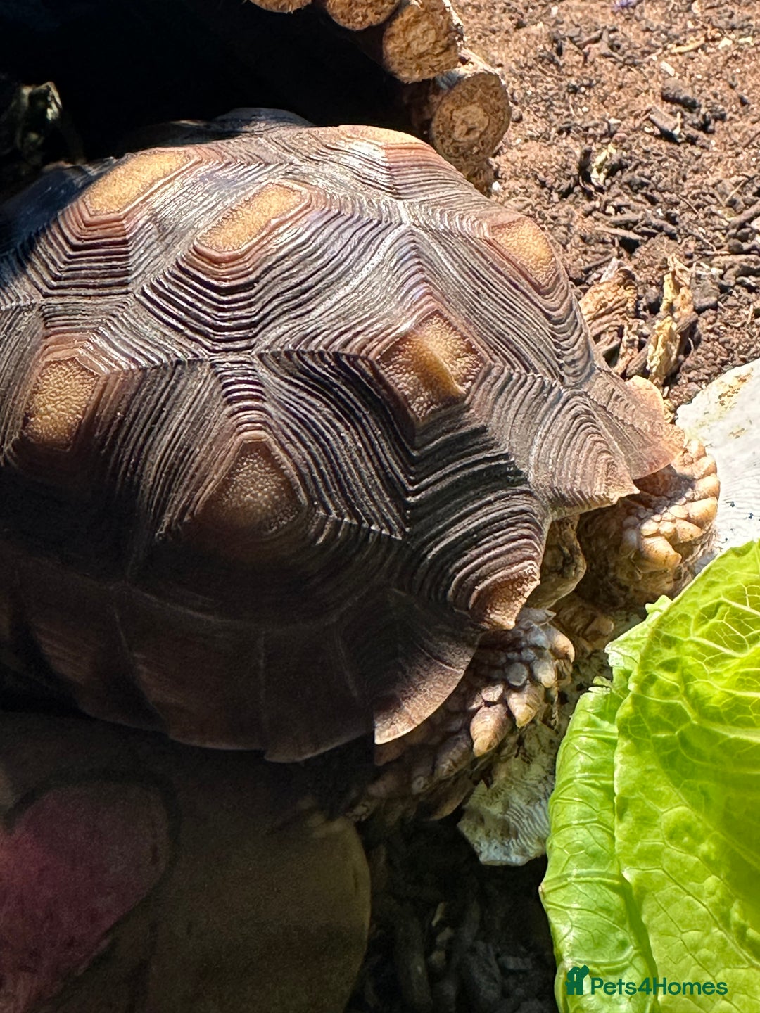 Tortoise reptiles for sale: Sulcata tortoise - Image 4