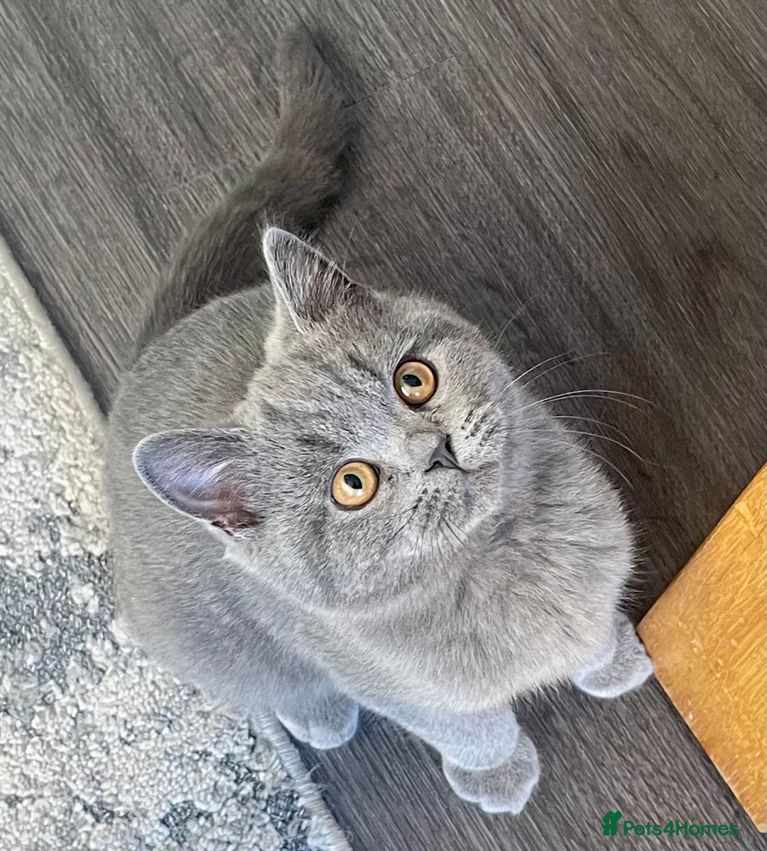 British Shorthair cats for sale: Beautiful British Shorthairs - READY TO GO - Advert 5