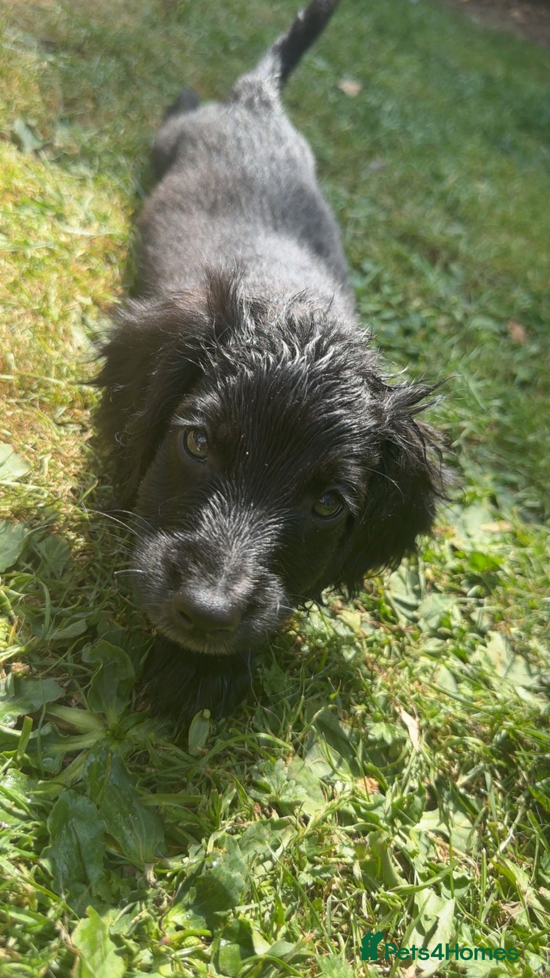 Cockapoo dogs for sale: Cockapoo puppies  - Image 7