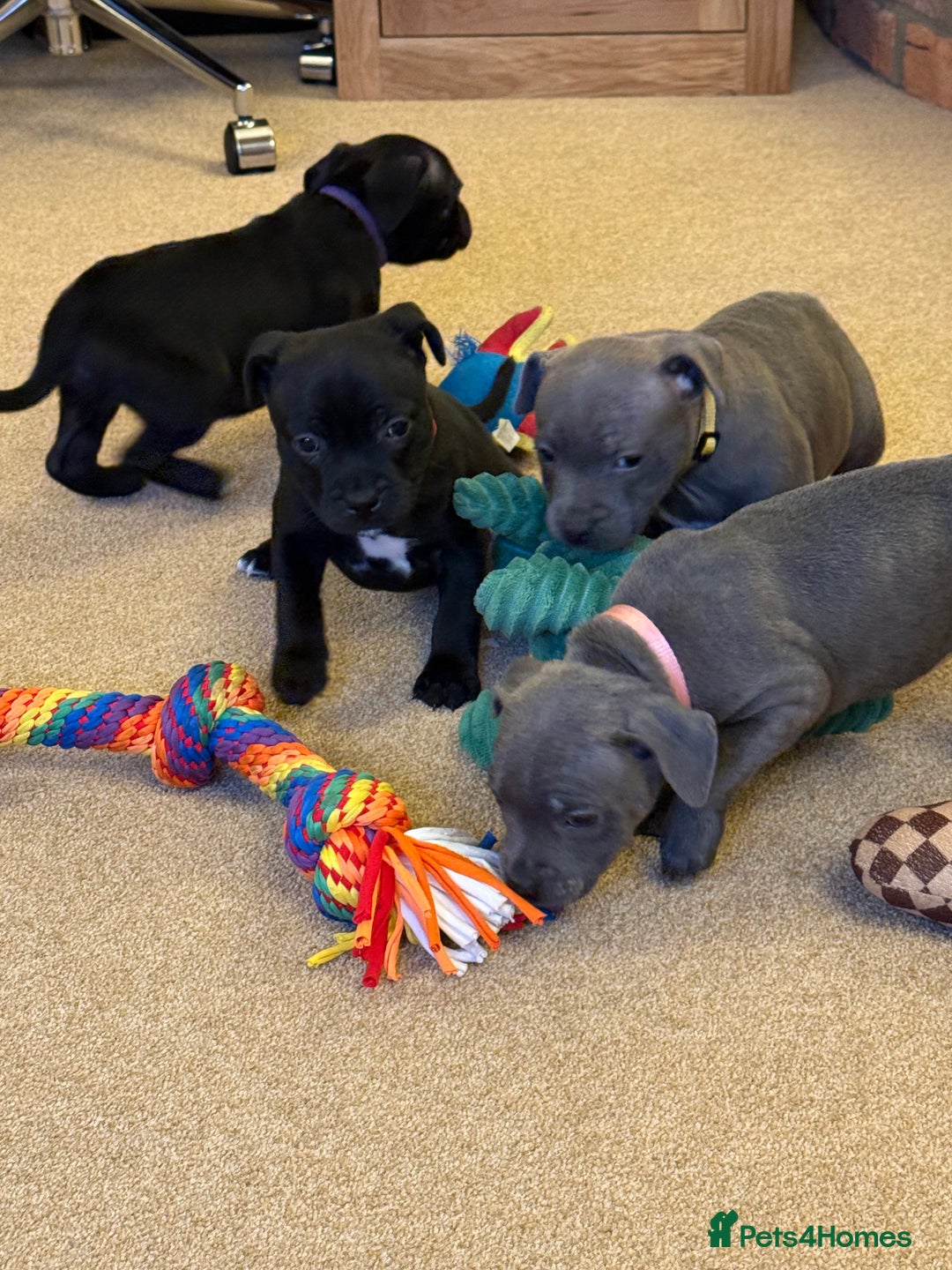 Staffordshire Bull Terrier dogs for sale: Health Tested Clear Staffordshire Bull Terrier's - Advert 20