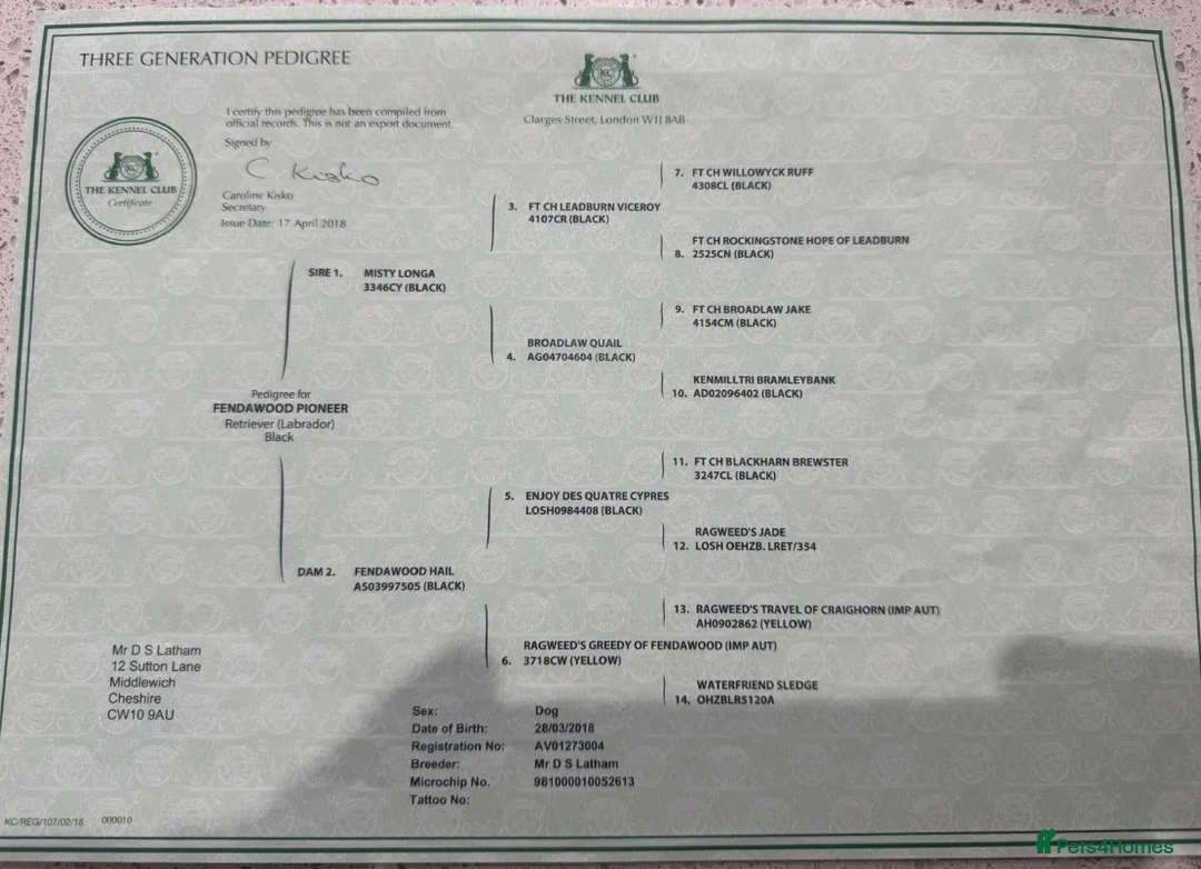 Labrador Retriever dogs for sale: FtCh Fendawood Pioneer x Inka Squamscott (Imp US) - Advert 6