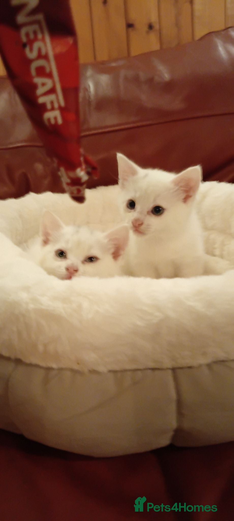 Mixed Breed cats 2 sweet snowballs  - Advert 1
