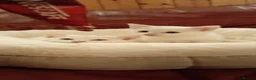 Mixed Breed cats for sale: 2 sweet snowballs  - Advert 1