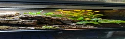 Skink reptiles for sale: Red Eyed Crocodile Skink Pair  - Advert 5