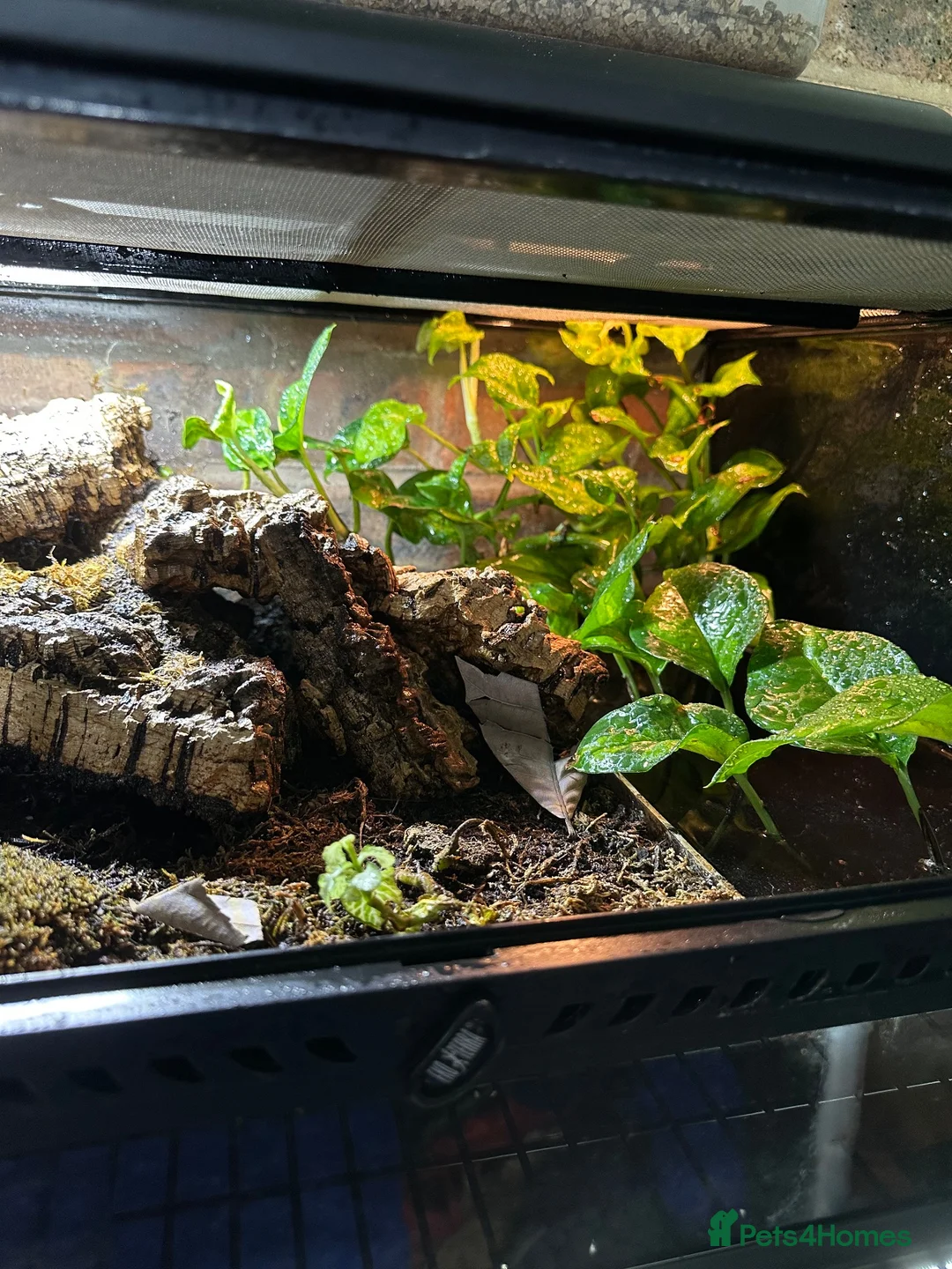 Skink reptiles for sale: Red Eyed Crocodile Skink Pair  - Advert 5
