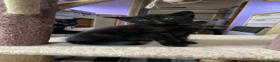 Domestic Shorthair Kitten 1