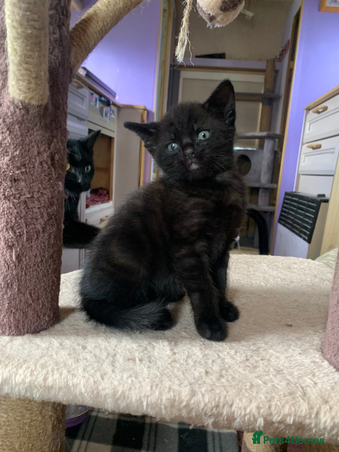 Domestic Shorthair cats for sale: Tabby kittens for sale - Image 31