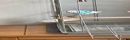 Budgerigars birds for sale: Beautiful Leo - Advert 3