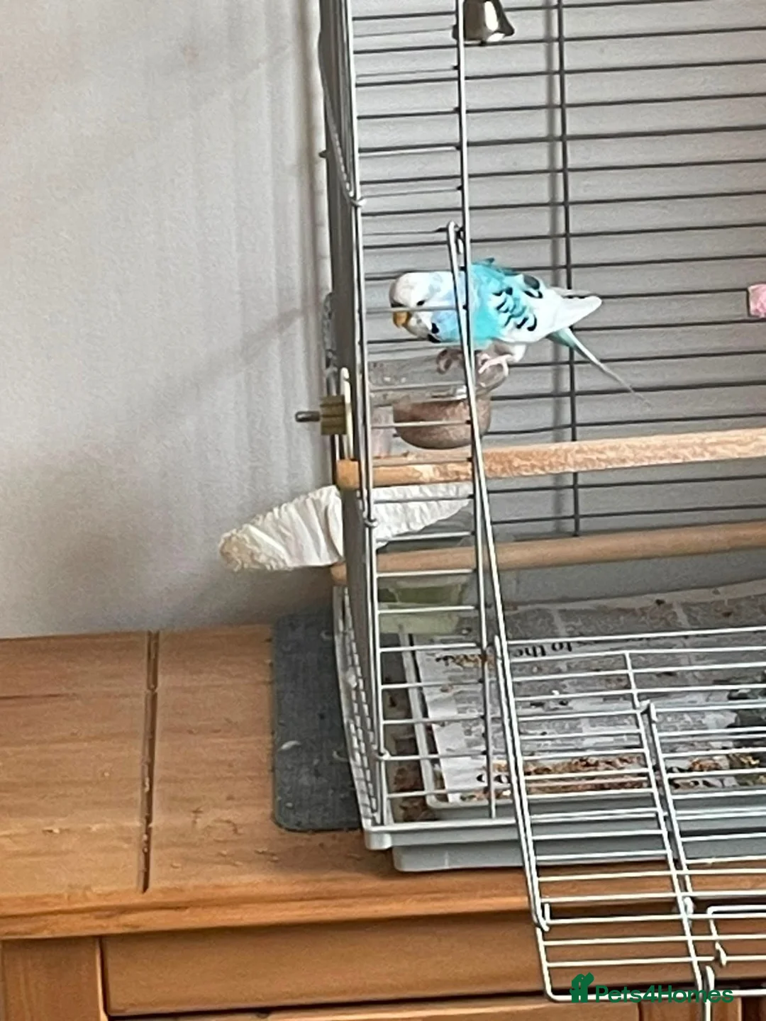 Budgerigars birds for sale: Beautiful Leo - Advert 3