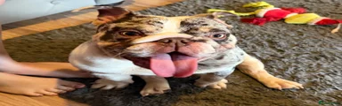 English Bulldog 1