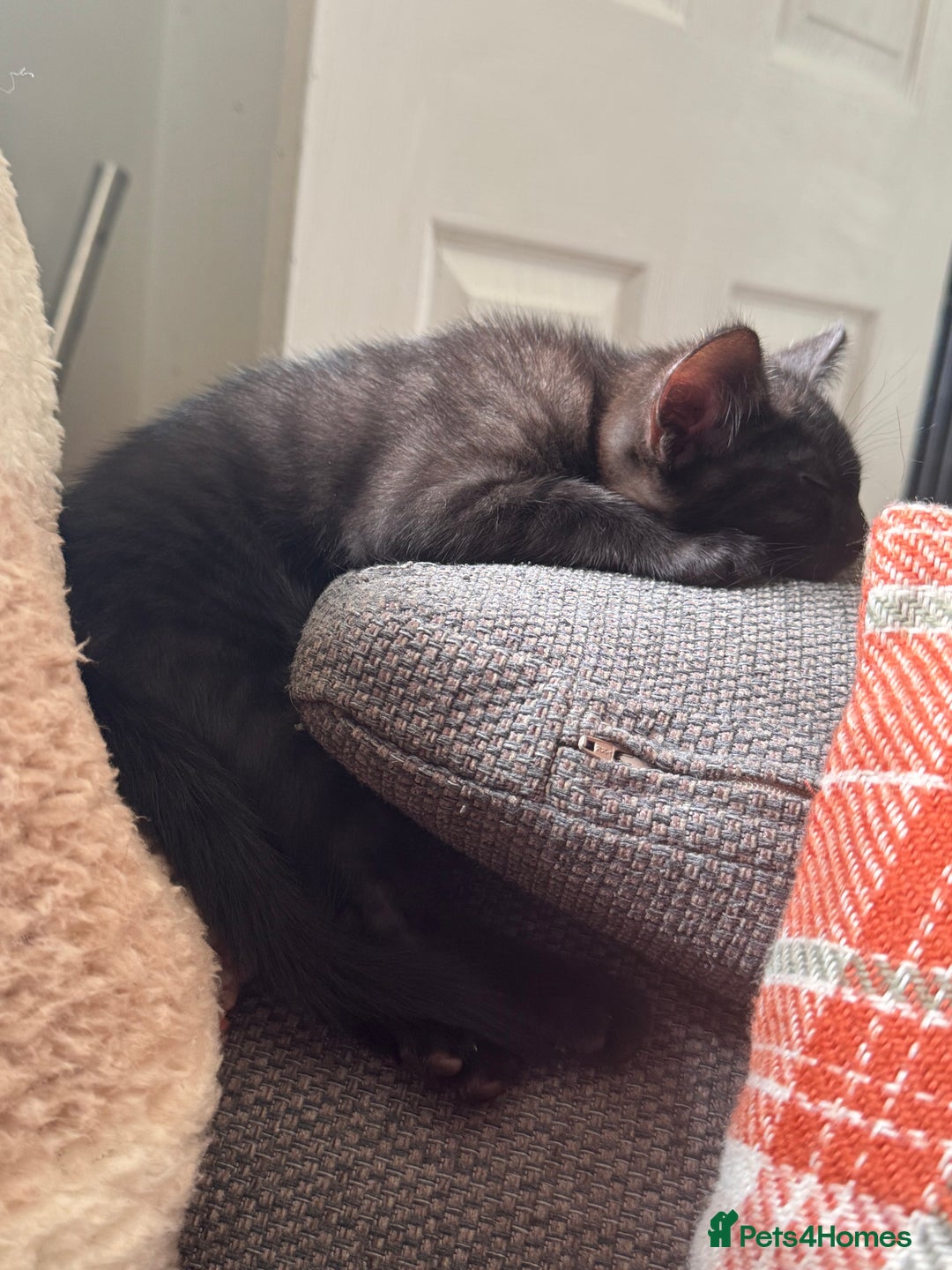 Mixed Breed cats for sale: Kitten  - Image 5