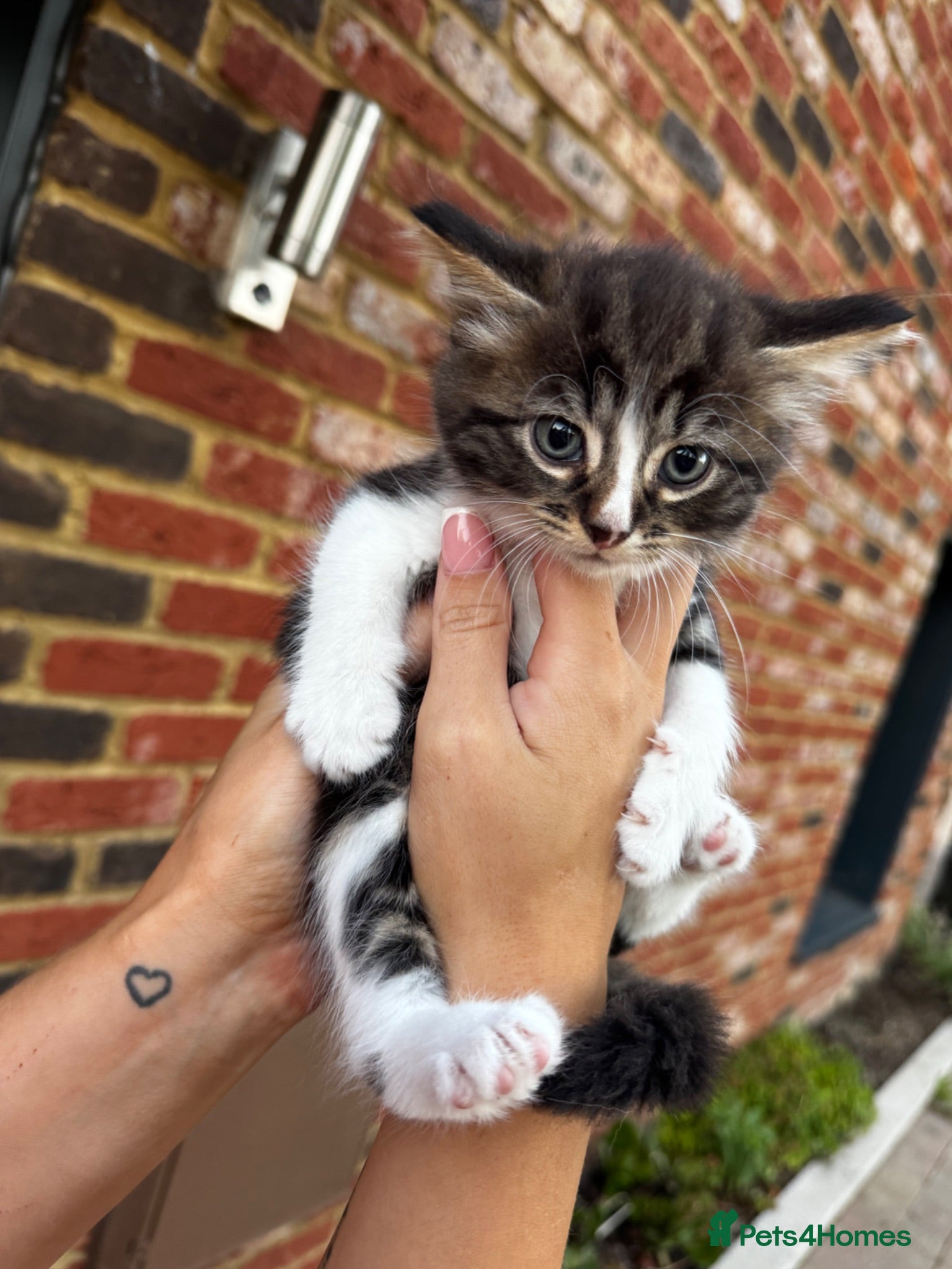 Domestic Shorthair cats 2 female kittens  - Advert 1