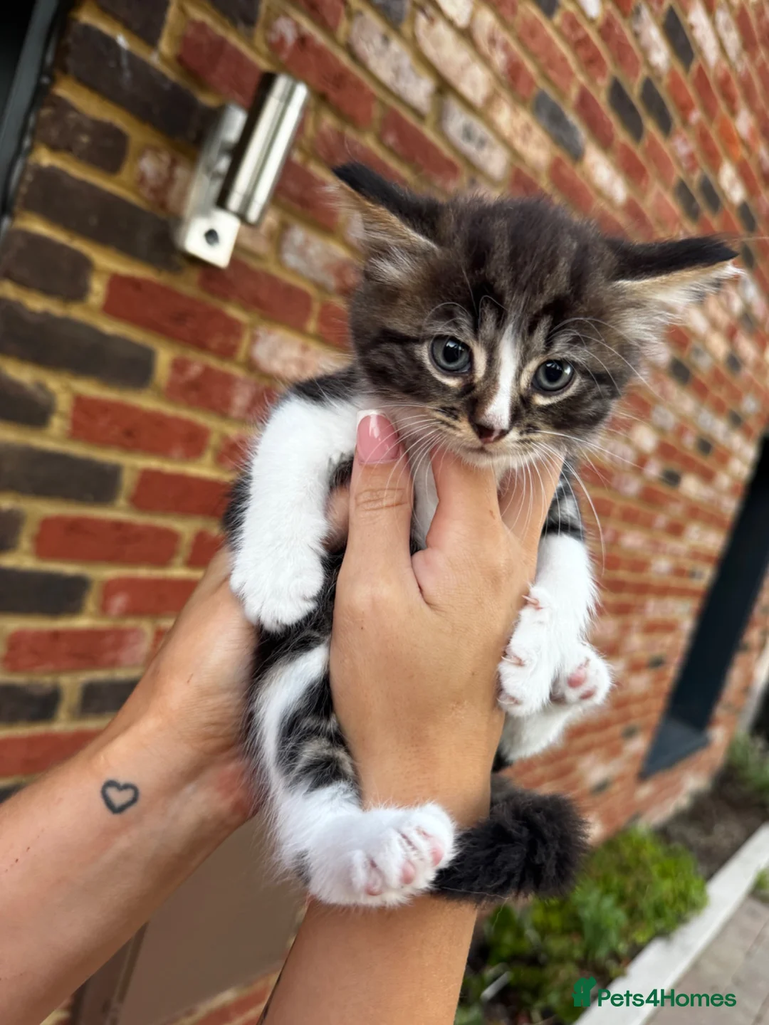 Domestic Shorthair cats for sale: 2 female kittens  in Cambridge - Advert 1