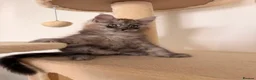 Maine Coon cats for sale: MaineCoon World Champion Bloodlines/London  - Advert 34