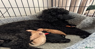 Miniature Poodle dogs - Advert 11