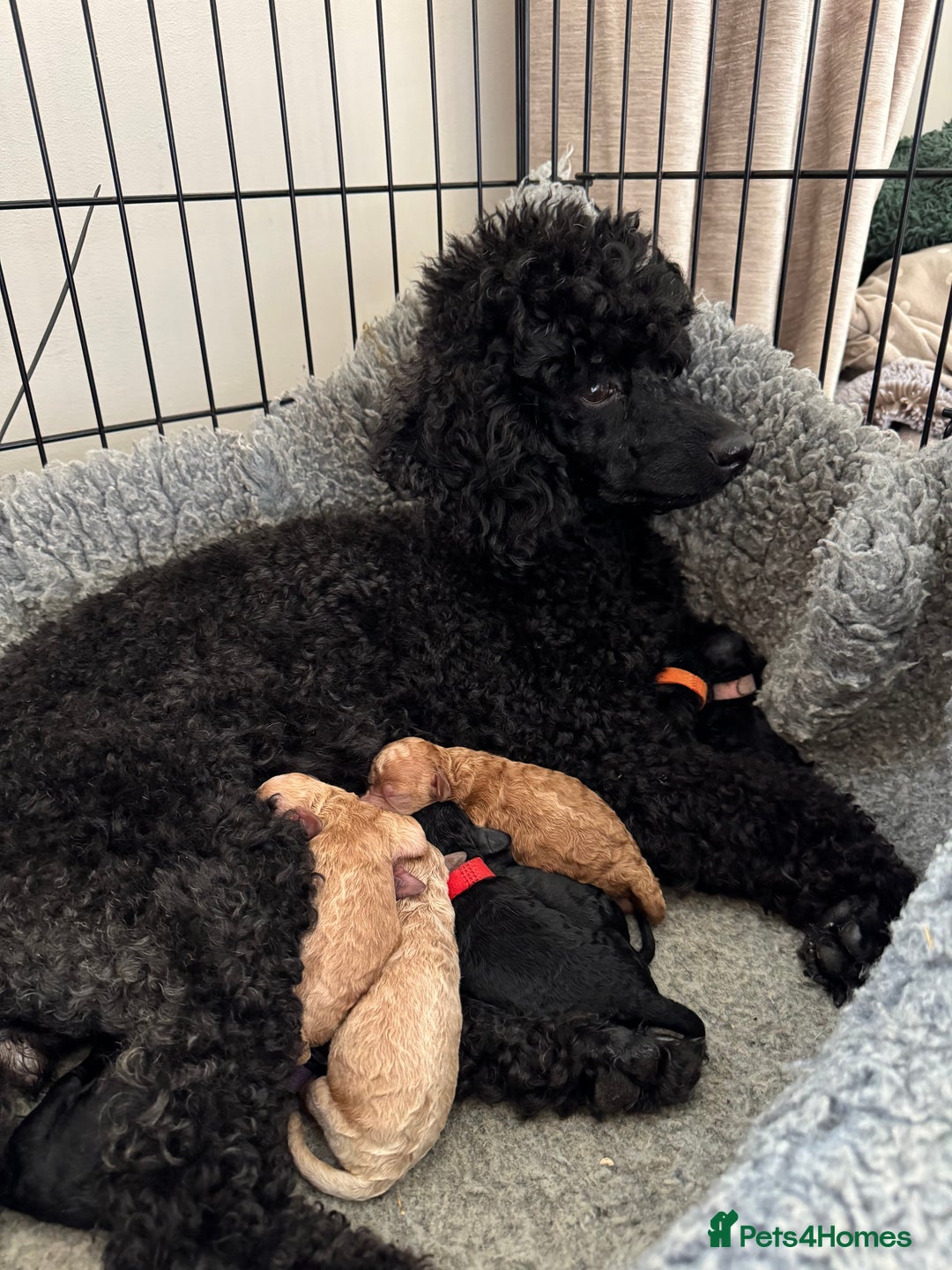 Miniature Poodle dogs for sale: DNA Health tested.Miniature KC Poodle Puppies - Image 2