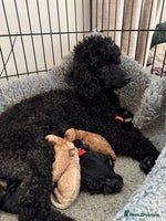 Miniature Poodle dogs - Advert 11